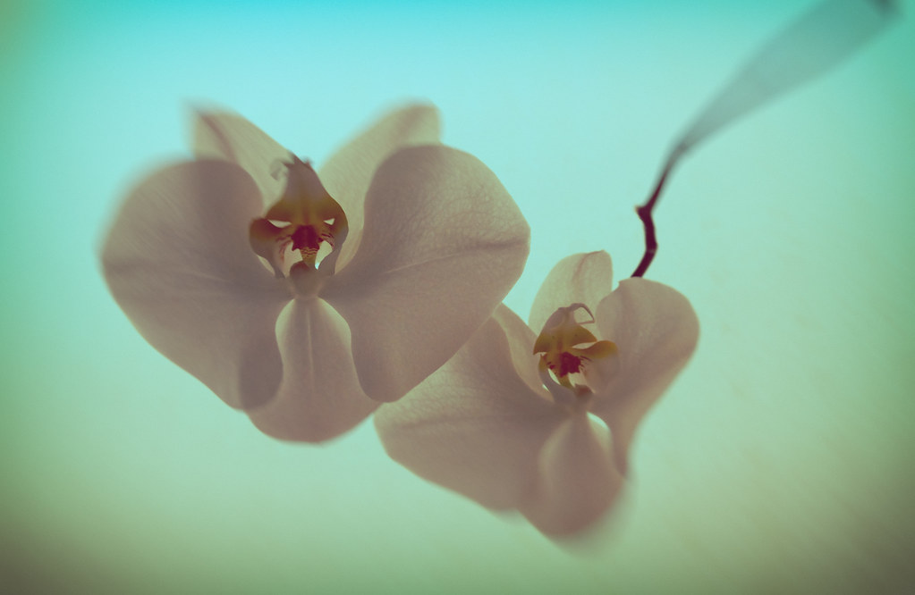 : #Orchids #Floating