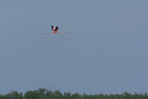 Flying Flamingo ©  kuhnmi
