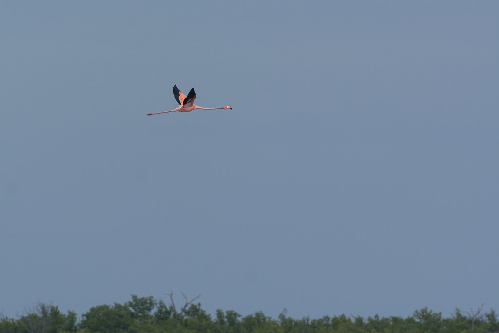 : Flying Flamingo