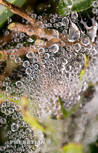Bubbles. Close up dew drops in the early morning on tea plantations of Cameron Highlands, Malaysia    AD4A4162b5s ©  Phuket@photographer.net