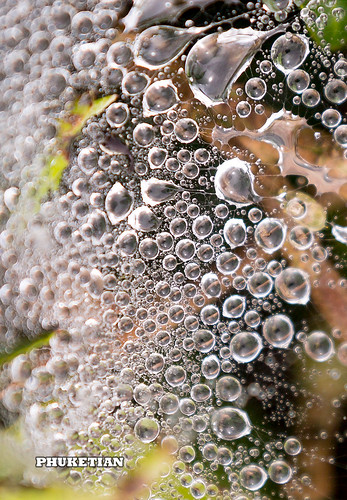 Bubbles. Close up dew drops in the early morning on tea plantations of Cameron Highlands, Malaysia    AD4A1624s5s ©  Phuket@photographer.net