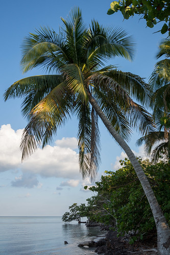 Palm Tree in Playa Larga, Cuba ©  kuhnmi