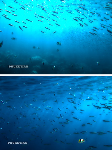 Surin underwater - s ©  Phuket@photographer.net