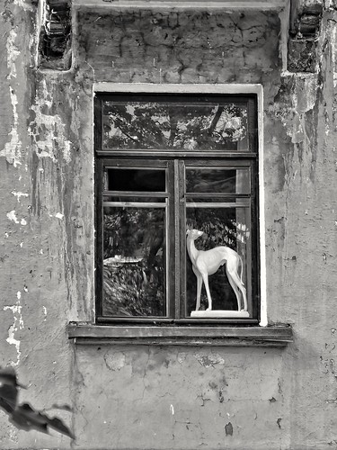 in a window ©  Sergei F