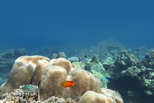 Underwater world of Surin and Similan islands, Thailand   IMG_5367bs-MW ©  Phuket@photographer.net