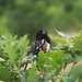 Spotted towhee at Bear Creek Dog Park in Colorado Springs