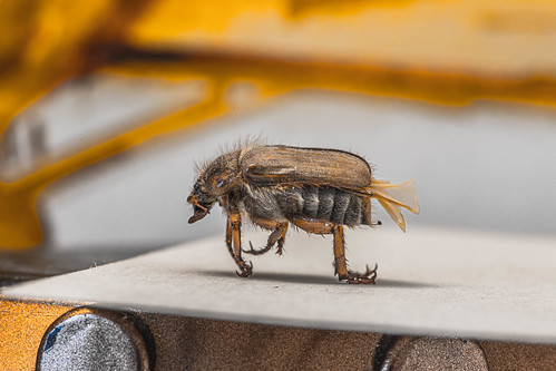 Perished beetle ©  Raymond Zoller