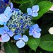 photo fleur bleue