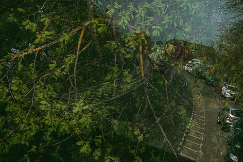 Jungle Line