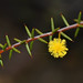Acacia sphacelata Benth. subsp. sphacelata