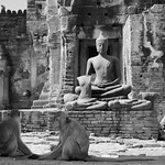 Buddha And Monkeys