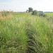 Het gras staat hoog op het spoor tussen Baarland en Oudelande