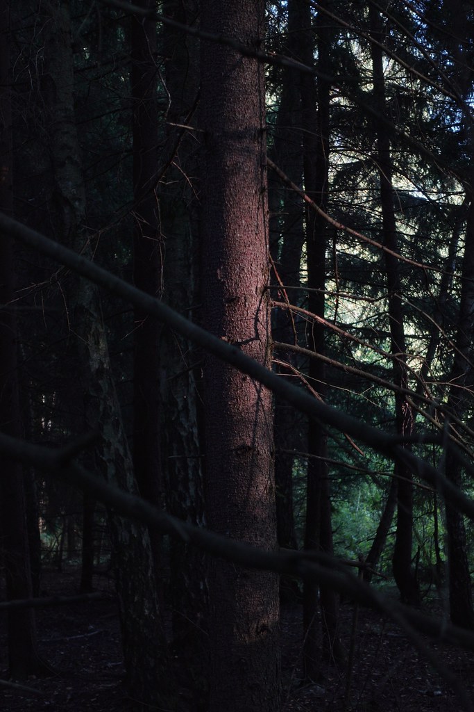 : In the forest with Sony RX100 m4