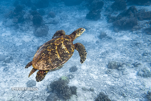 Sea Turtle on Surin Islands    IMG_2083b2s ©  Phuket@photographer.net