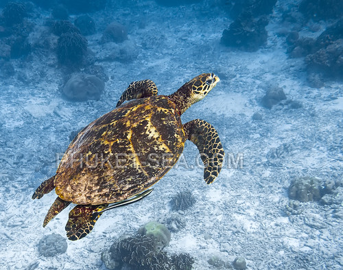 Sea Turtle on Surin Islands    IMG_2083b2s2 ©  Phuketian.S
