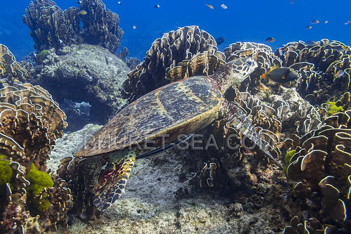 Sea Turtle on Surin Islands    IMG_2088b2s ©  Phuket@photographer.net
