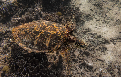 Sea Turtle on Surin Islands    IMG_2089bs-NW ©  Phuketian.S