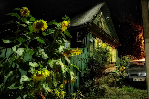 Night and sunflowers ©  Dmitriy Protsenko