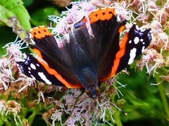 Face to Face with a Red Admiral