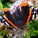 Face to Face with a Red Admiral
