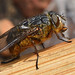 Western Goldenhaired Blowfly
