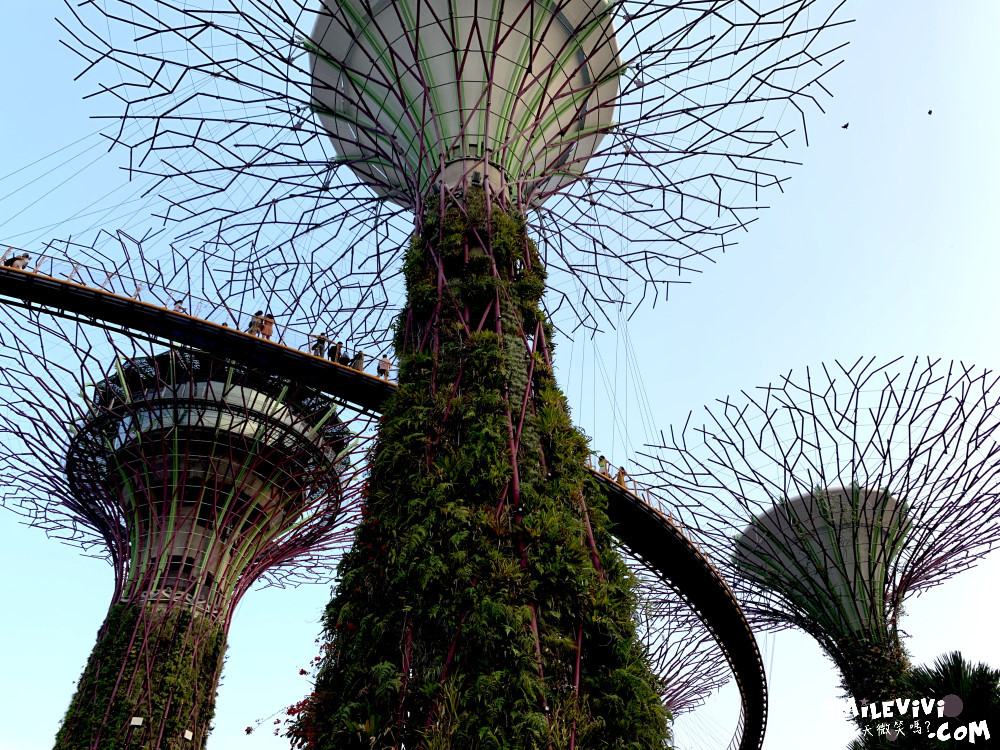 新加坡免費景點∥超級樹燈光秀(Supertree Grove)︱新加坡必看燈光秀，每晚19:45、20:45︱新加坡免費景點︱免費夜間景點︱精彩絢麗秀︱新加坡景點 23 48769100517 01449b90a7 o