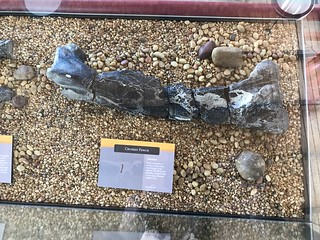 Fossil on Display in Jurassic National Monument