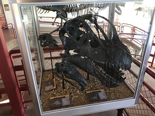 Fossil skull on display in Jurassic National Monument