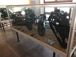Fossils on display at Jurassic National Monument