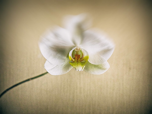 #Orchid #Flower in #Motion ©  NO PHOTOGRAPHER