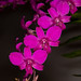 Unknown Dendrobium Hybrid – Anita & Jerry Spencer