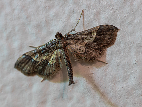 moth ©  Raymond Zoller