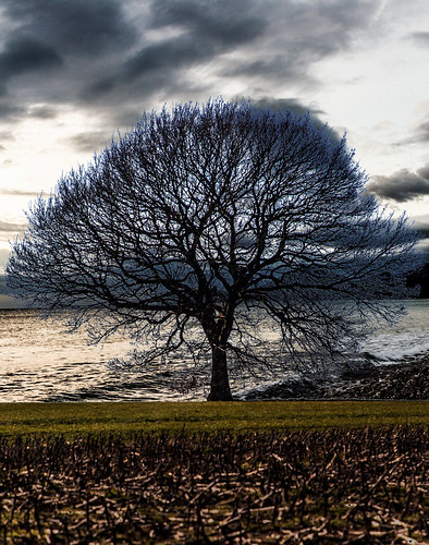 Tree at the sea ©  Raymond Zoller