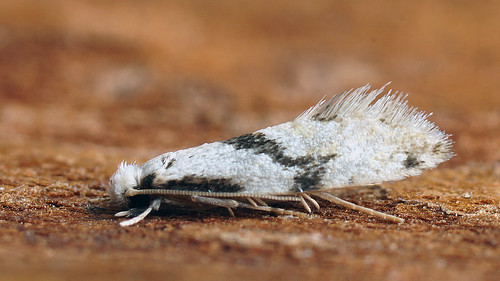 Nemapogon clematella - Barred white clothes moth -    ©  Cossus