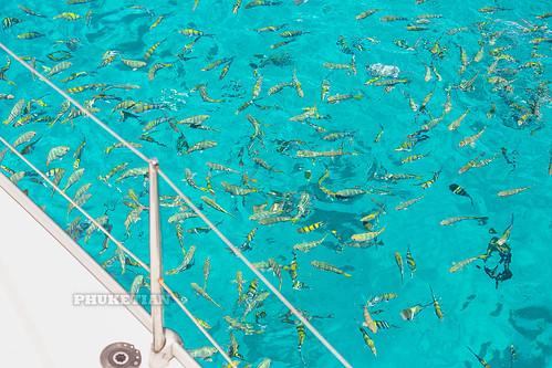 Sergeant fish and other coral fish aboard a sailing cruise yacht ©  Phuket@photographer.net