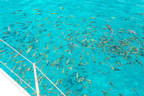 Sergeant fish and other coral fish aboard a sailing cruise yacht ©  Phuket@photographer.net