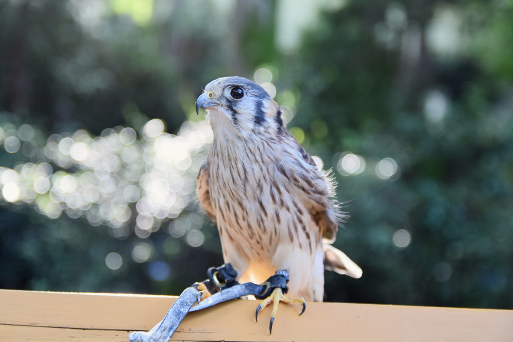 : Pet Falcon