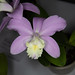 C. harrisoniana x Lc Pink Treasure – Ken Campbell