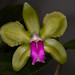 Cattleya bicolor – Carl Wood