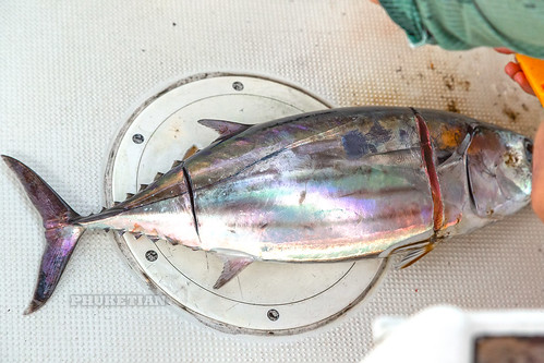 Quick fillet of tuna for sashimi on a sailing yacht at sea ©  Phuket@photographer.net