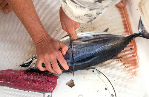 Quick fillet of tuna for sashimi on a sailing yacht at sea ©  Phuket@photographer.net