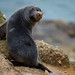 Baby Fur Seal