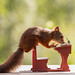 red squirrel standing on a school bank holding a book