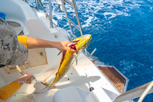 Fishing for Mahi-Mahi (Dorado, Dolphinfish) from sailing yacht ©  Phuket@photographer.net
