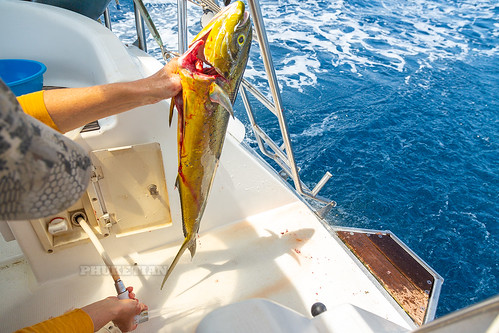 Fishing for Mahi-Mahi (Dorado, Dolphinfish) from sailing yacht ©  Phuket@photographer.net