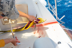 Fishing for Mahi-Mahi (Dorado, Dolphinfish) from sailing yacht