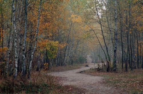   / Birch trail ©  spoilt.exile