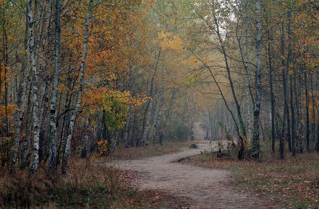 :   / Birch trail