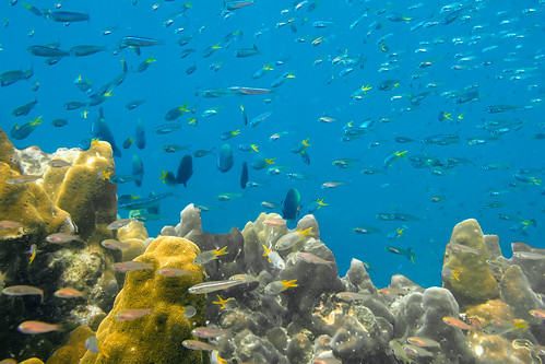 Underwater. Phuket isalnd, Thailand ©  Phuket@photographer.net