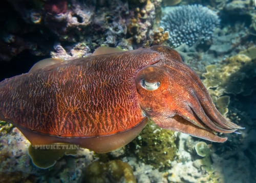 Underwater photo. Cuttlefish ©  Phuket@photographer.net